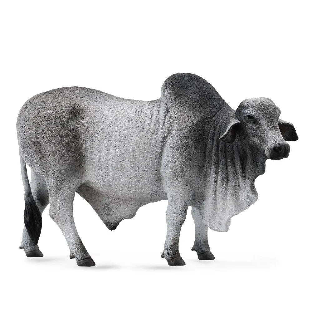 Brahman Bull