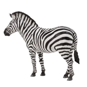 Common Zebra