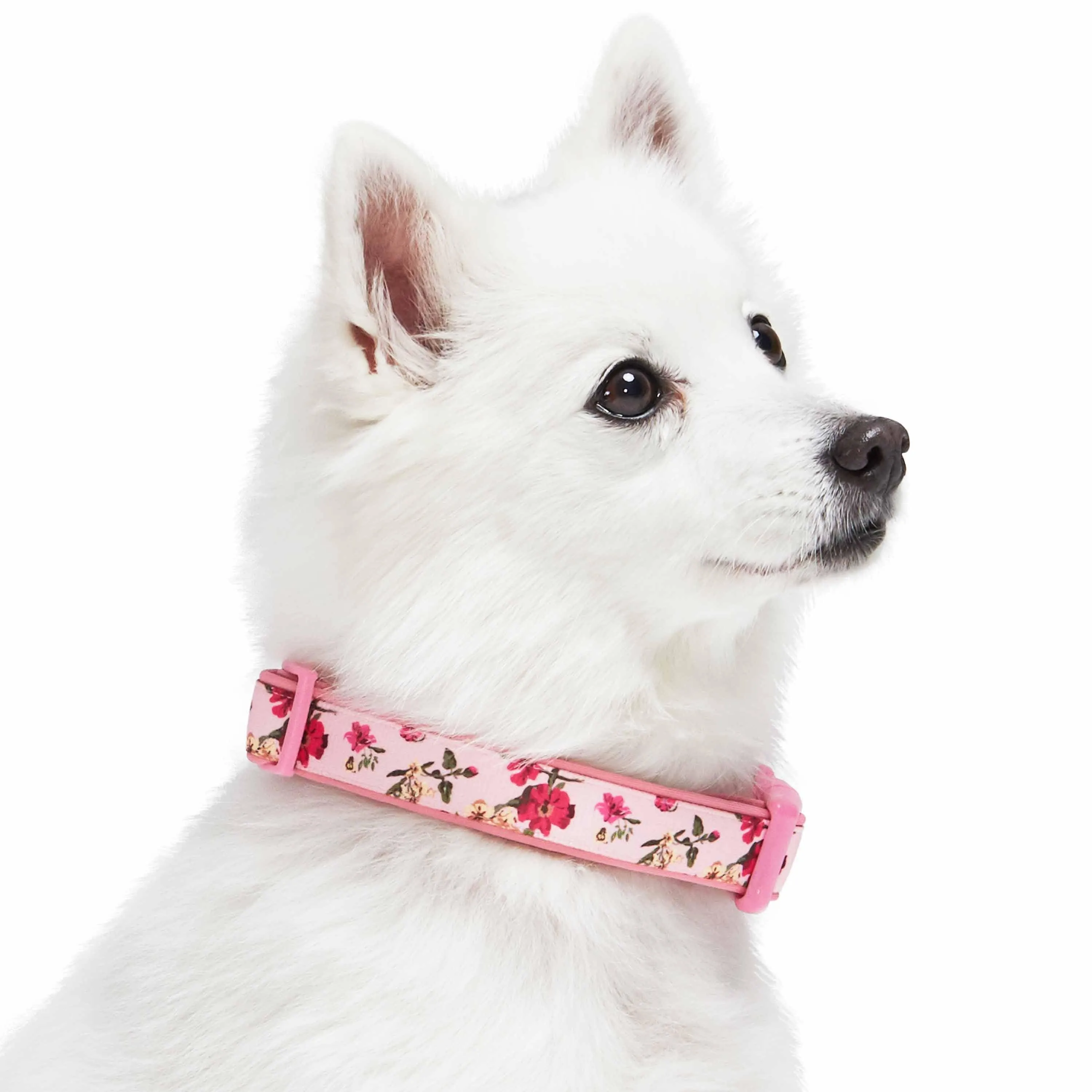 Floral Print Neoprene Padded Dog Collar