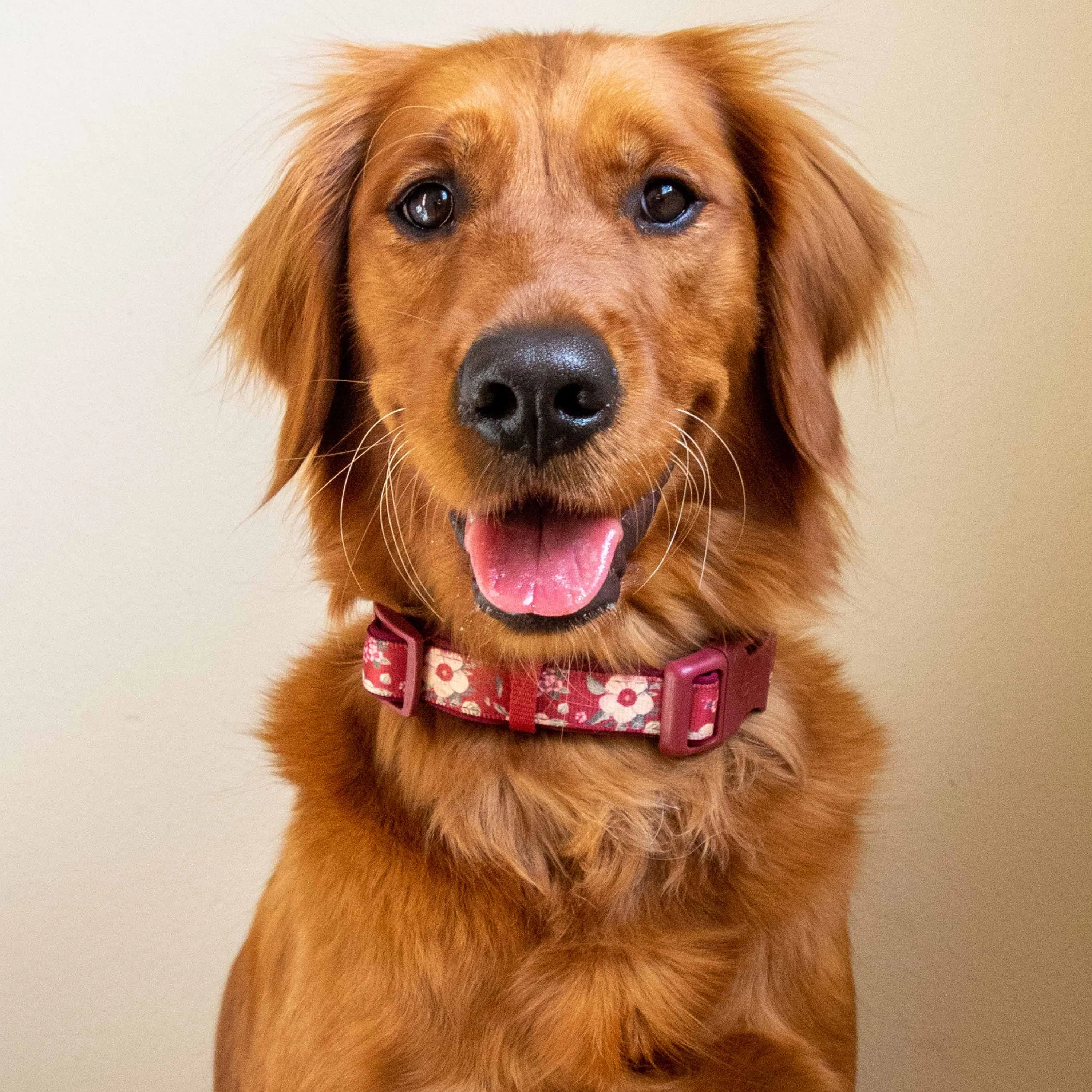 Floral Print Neoprene Padded Dog Collar