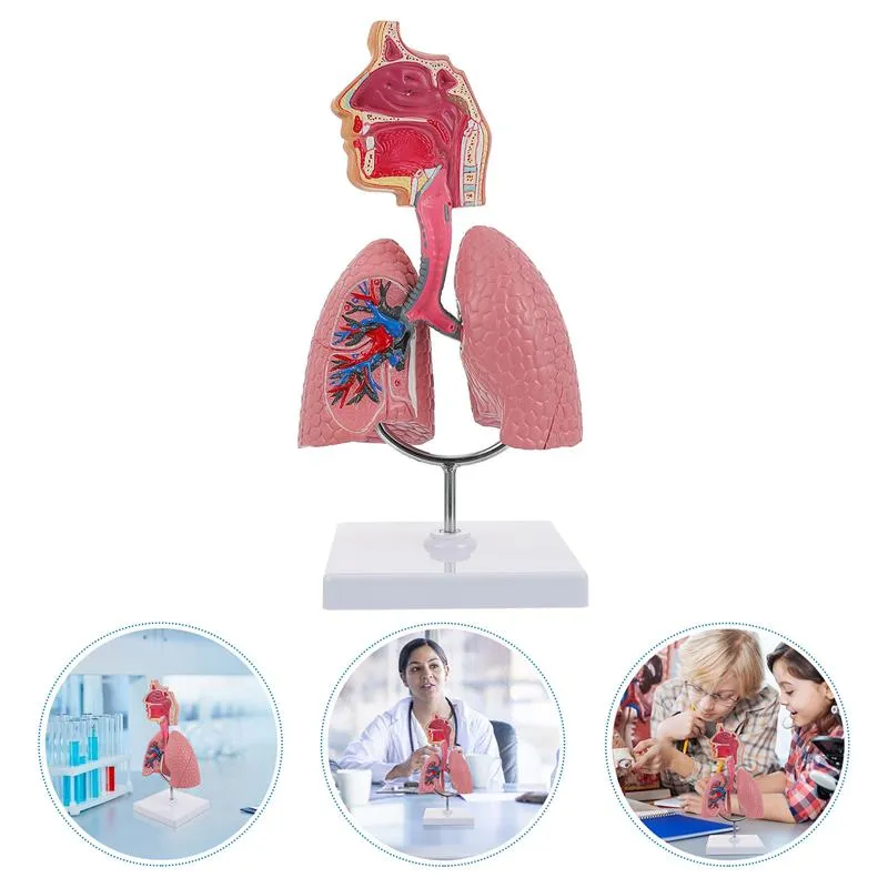 Lung Respiratory Anatomy Model Teaching System Human Display model School Lungs Anatomical Heart Educational Nasal Toy