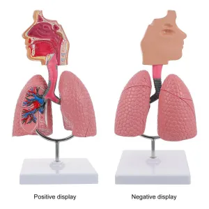 Lung Respiratory Anatomy Model Teaching System Human Display model School Lungs Anatomical Heart Educational Nasal Toy