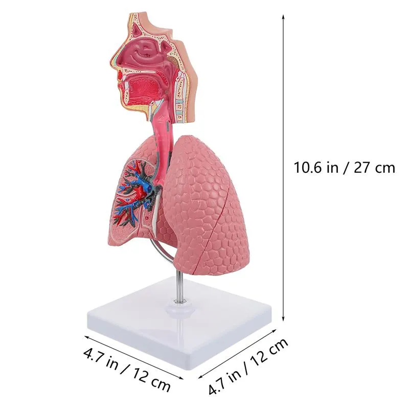 Lung Respiratory Anatomy Model Teaching System Human Display model School Lungs Anatomical Heart Educational Nasal Toy