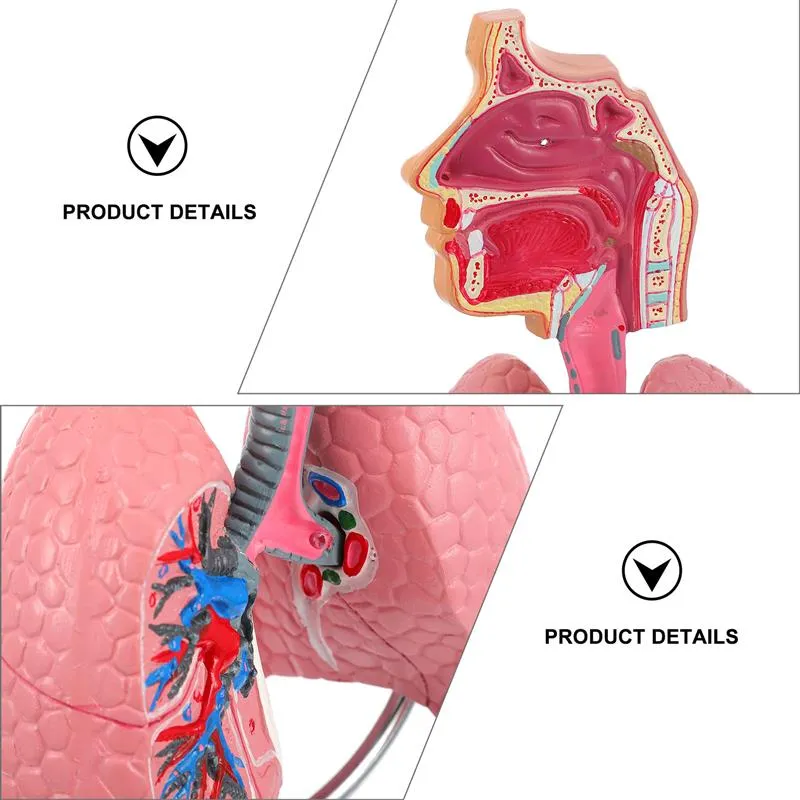 Lung Respiratory Anatomy Model Teaching System Human Display model School Lungs Anatomical Heart Educational Nasal Toy