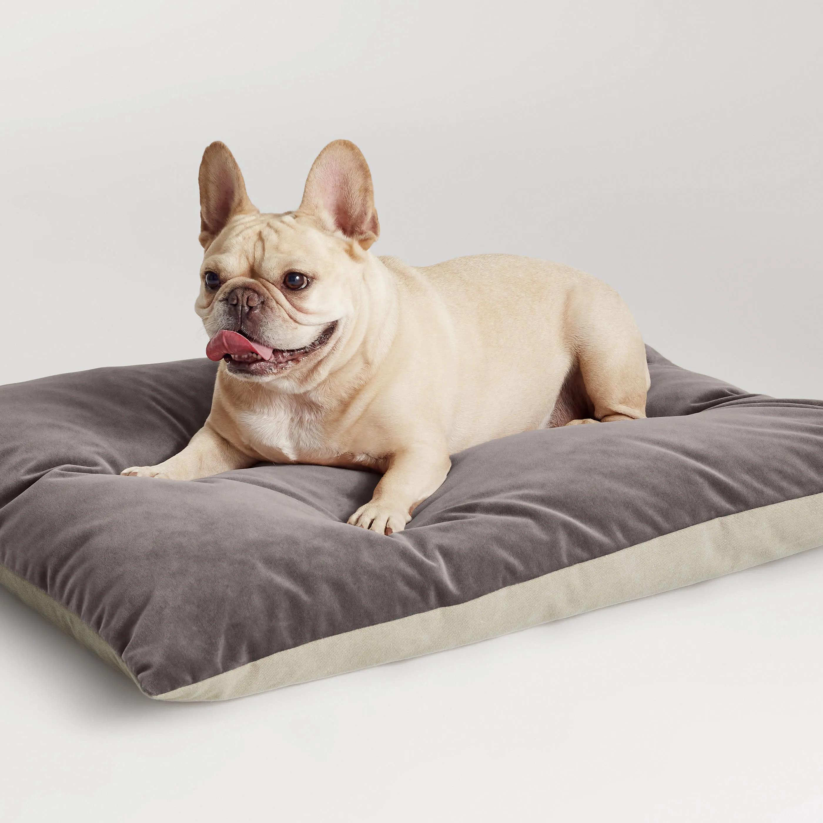 Signal Dog Bed