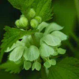 White Dead Nettle